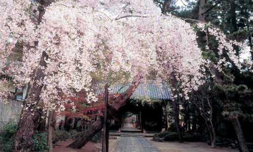 Sakura scenery